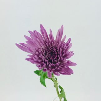 SPIDER MUMS- LIGHT PURPLE  