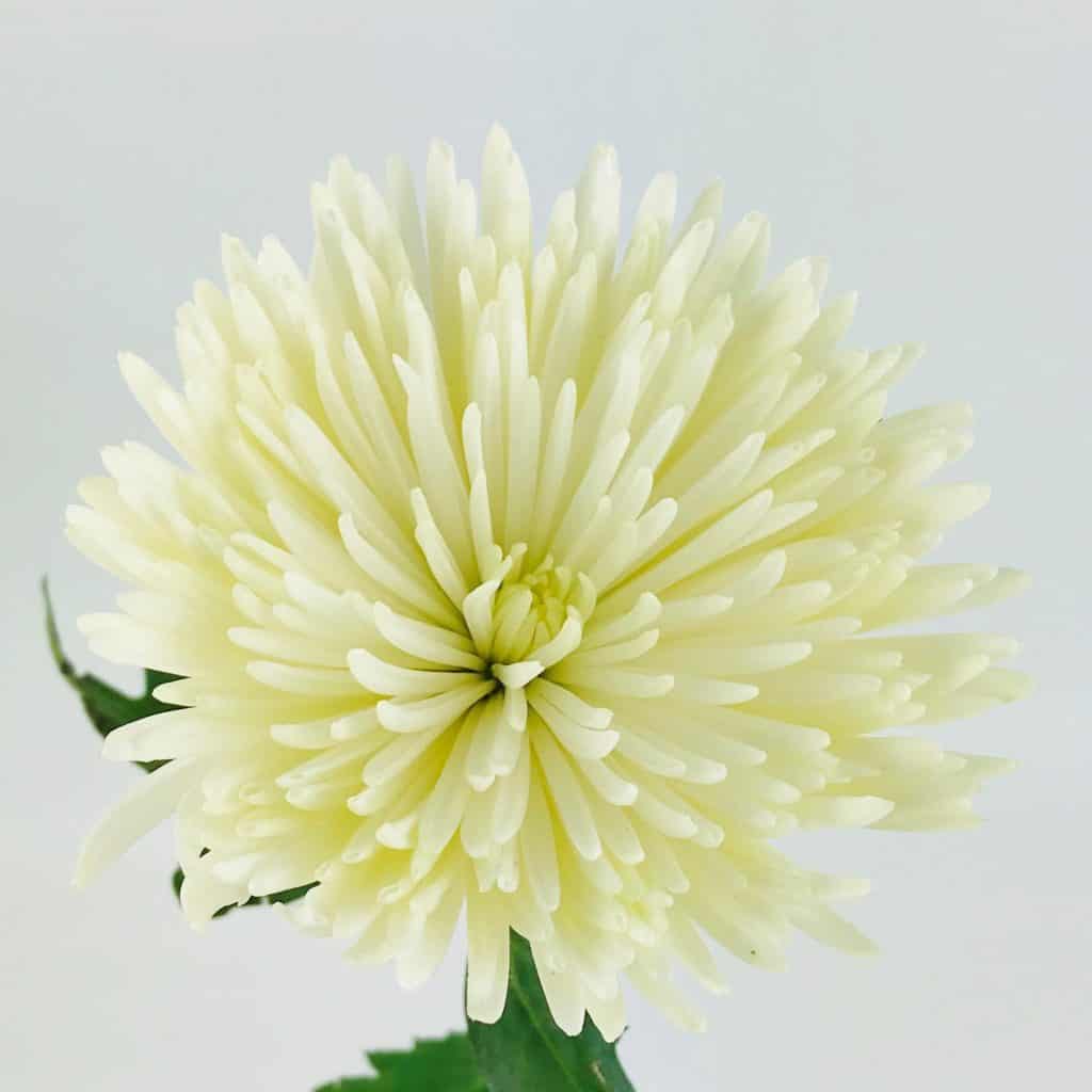 SPIDER MUMS- WHITE - Wholesale Bulk Flowers - Cascade Floral