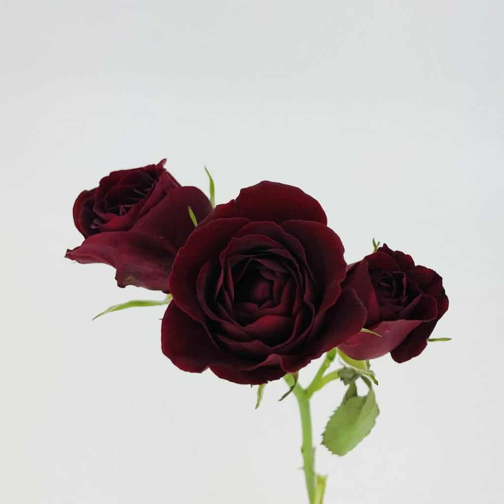 plastic rose maroon 5 mp3 download plastic rose maroon 5 mp3 download