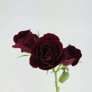 Spray Rose - Burgundy Spray Rose - Burgundy