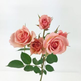 Spray Rose - Coral  