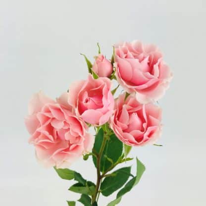 Spray Rose - Light Pink  