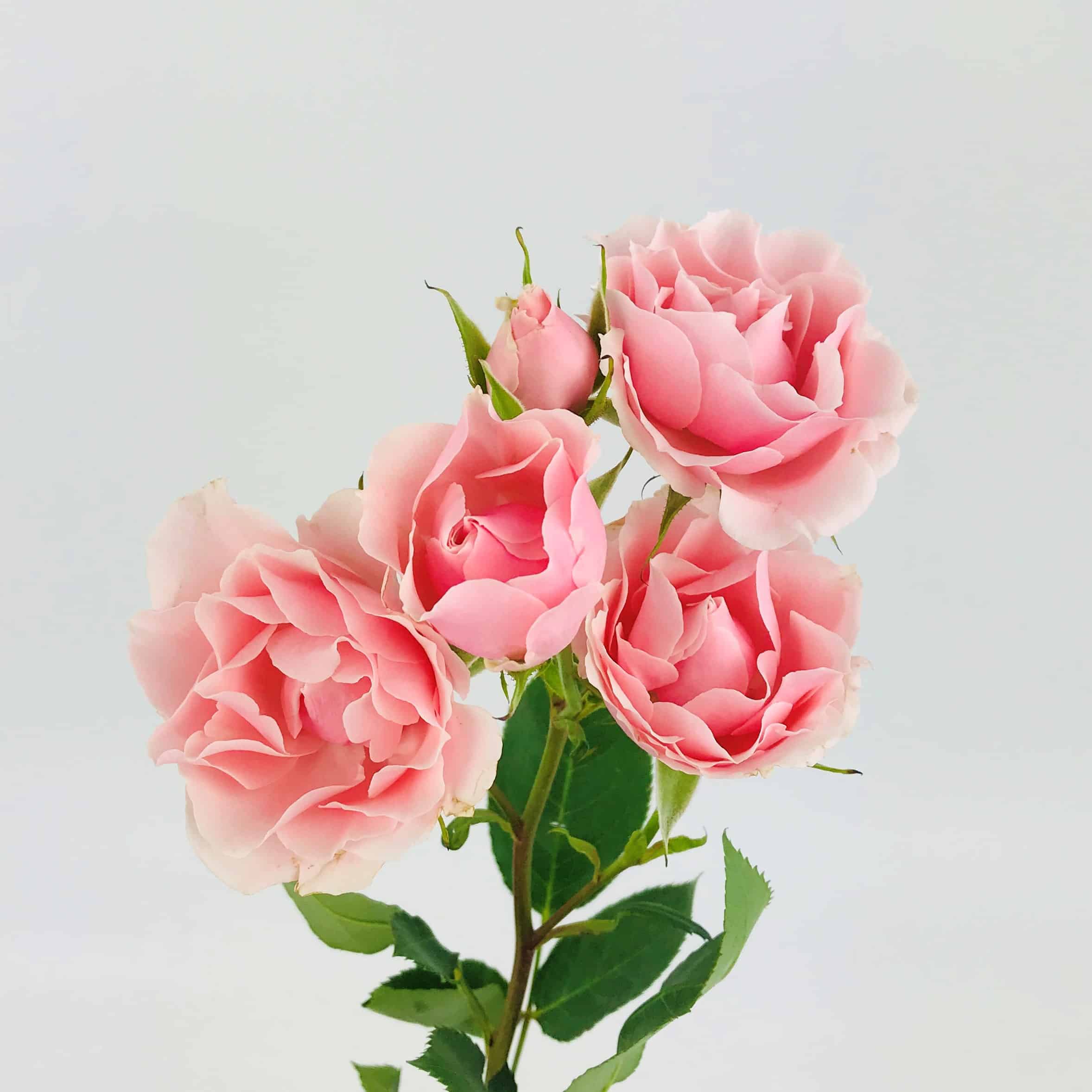 Spray Rose - Light Pink - Wholesale Bulk Flowers - Cascade Floral