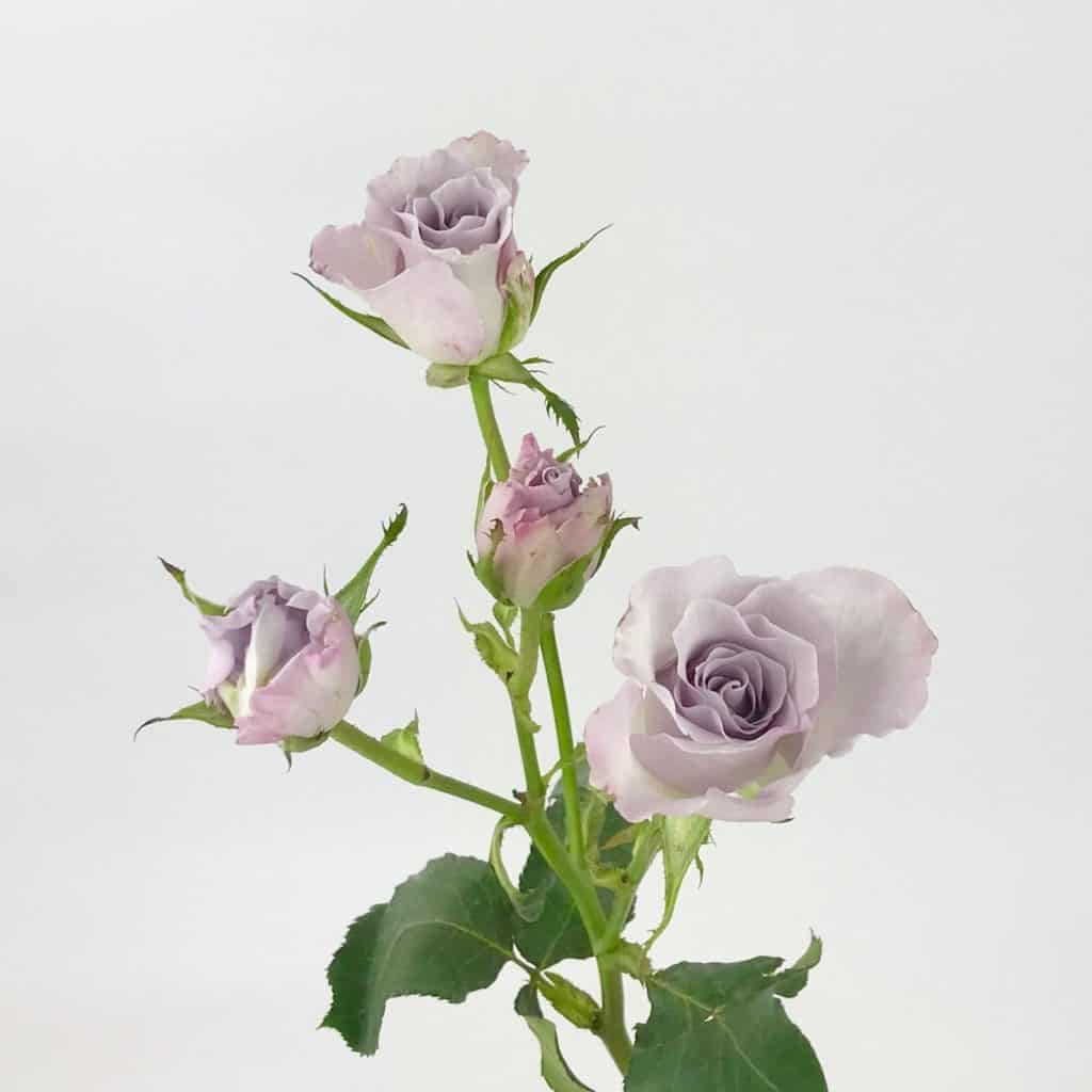Spray Rose Lavender Wholesale Bulk Flowers Cascade Floral