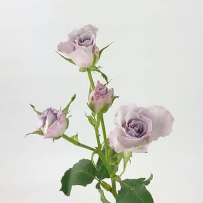 Centerpiece Package - Lavender and Cream  