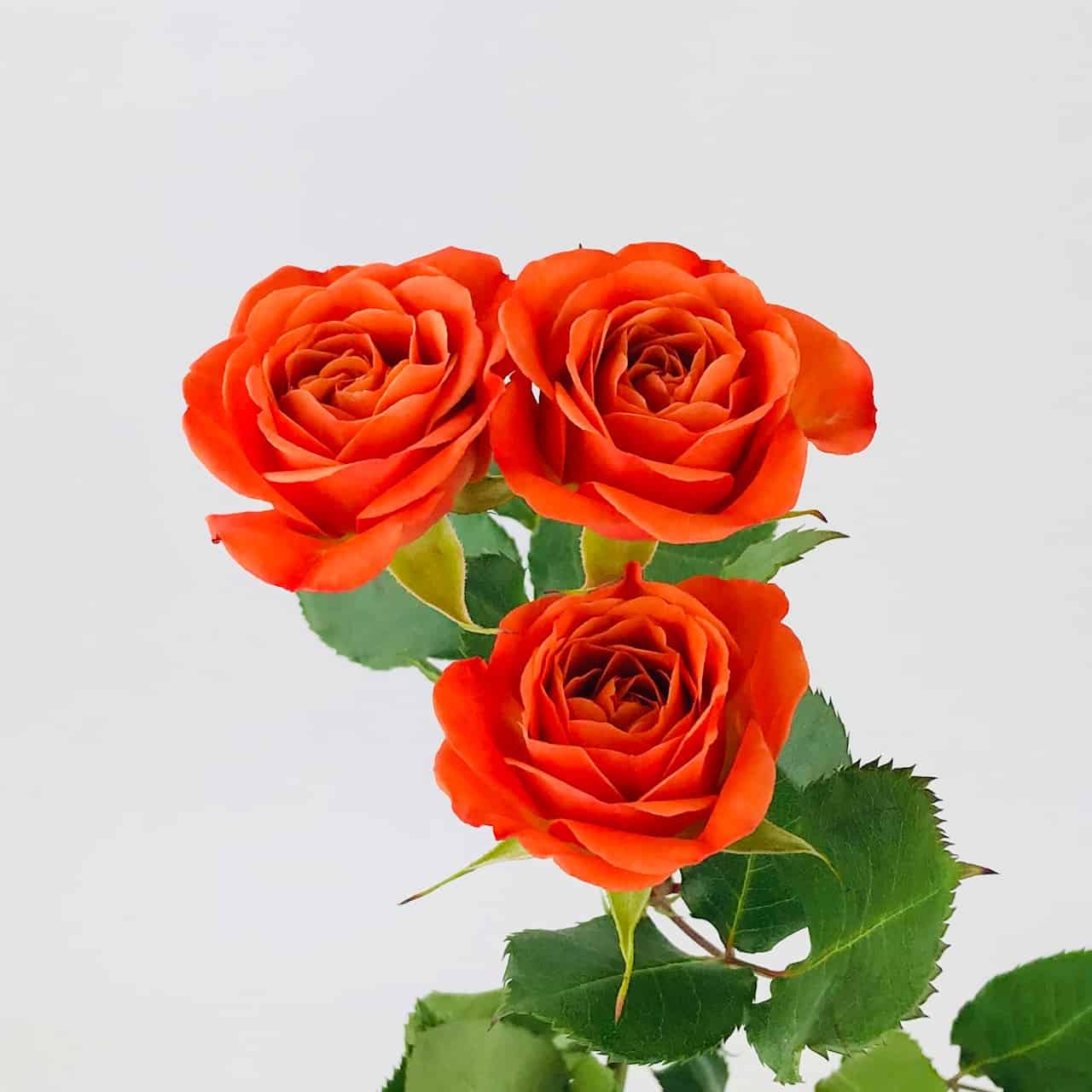Spray Rose - Orange - Wholesale Bulk Flowers - Cascade Floral