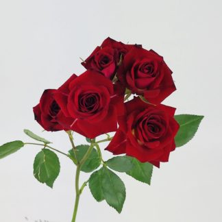 Spray Rose - Red   Spray Rose - Red