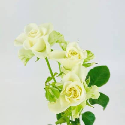 Bouquet Package - Ivory and White  