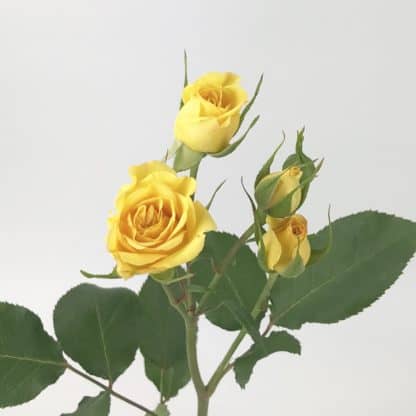 Spray Rose - Yellow  