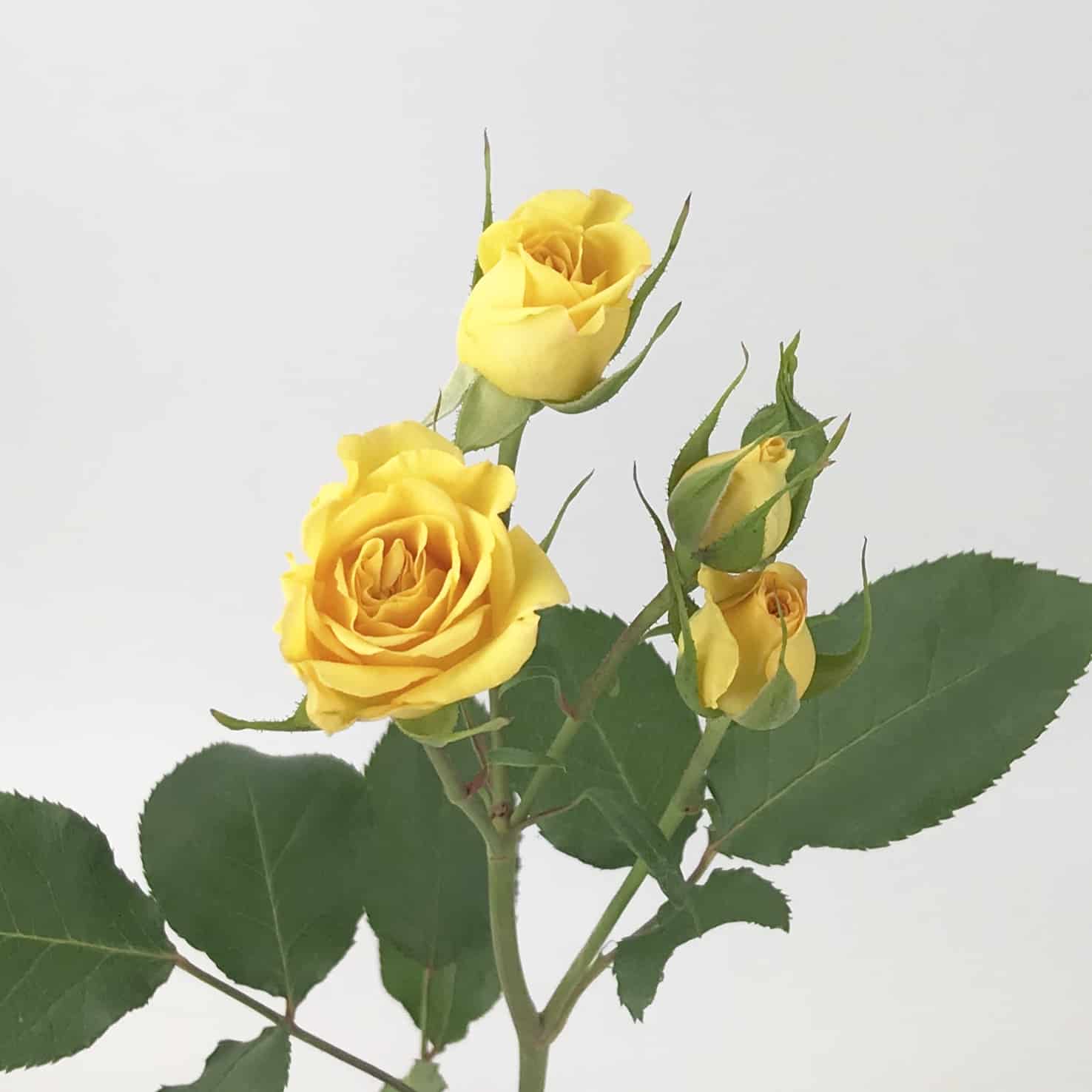 Yellow Rose Bouquet, Air Dried Mini Roses Flower for Crafts, Home