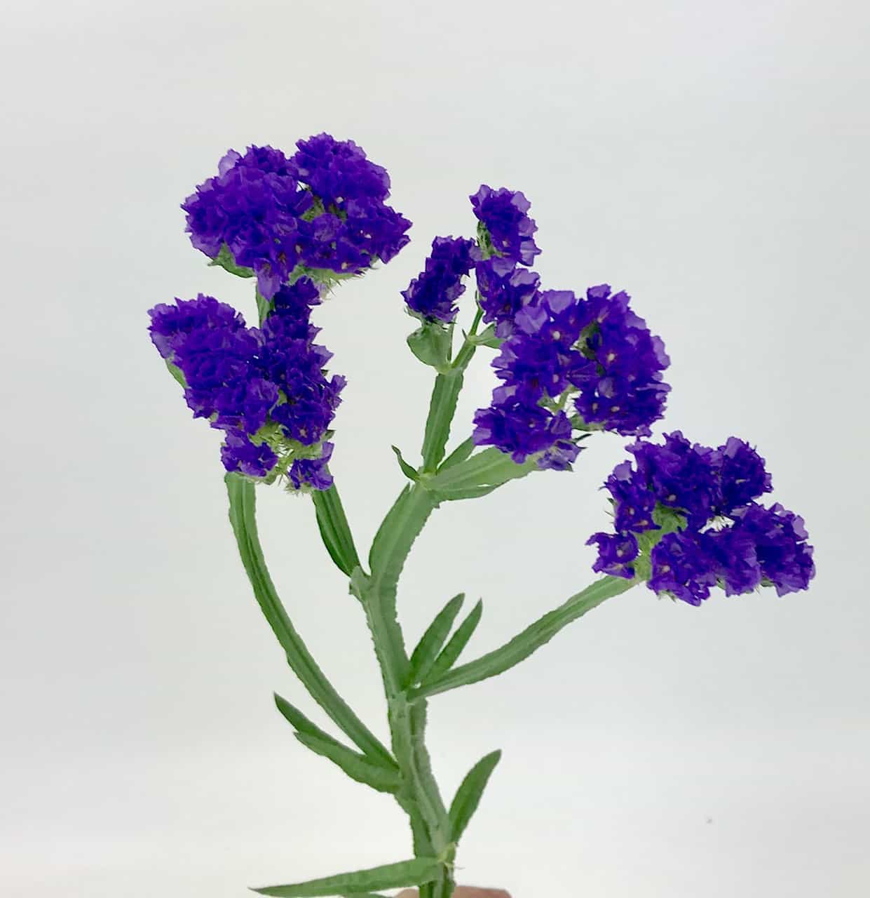 Mother Nature's Seeds – Statice Twilight Purple – Non-GMO – 100 Seeds – Cut Flower Dried Arrangements