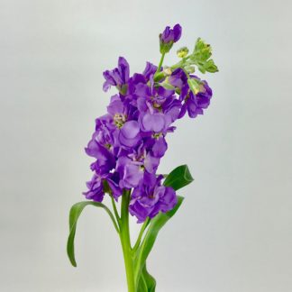 STOCK - LIGHT PURPLE  