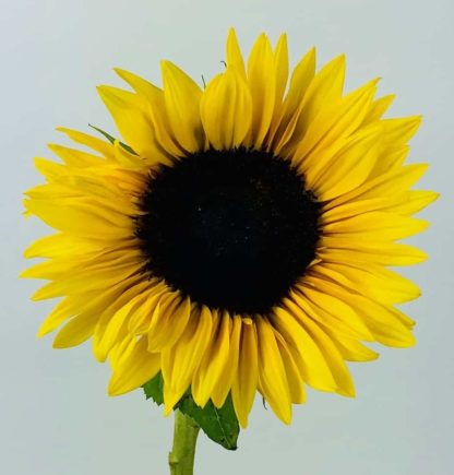 Sunflower - Large 5 Stem  