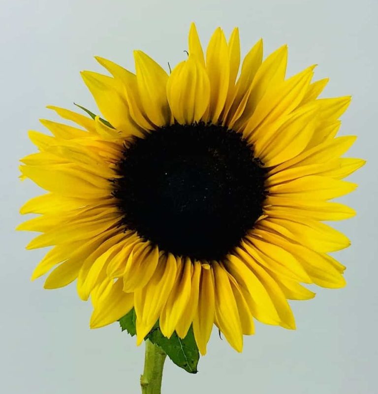 Sunflower Large 5 Stem Wholesale Bulk Flowers Cascade Floral