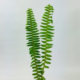 SWORD FERN  