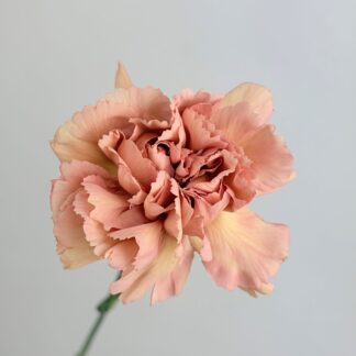 Carnation - Terracotta Caramel Carnation - Terracotta Caramel