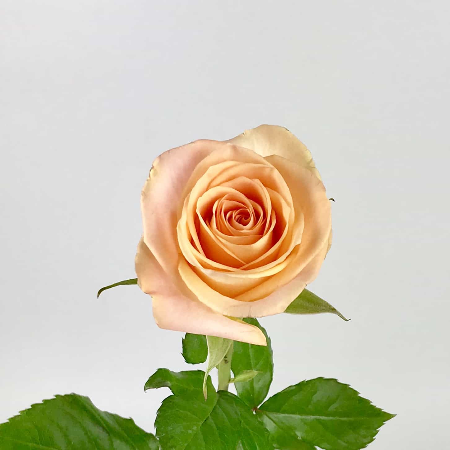 Tiffany rose pics