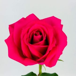 Hot Pink Rose - 40CM Hot Pink Rose - 40CM