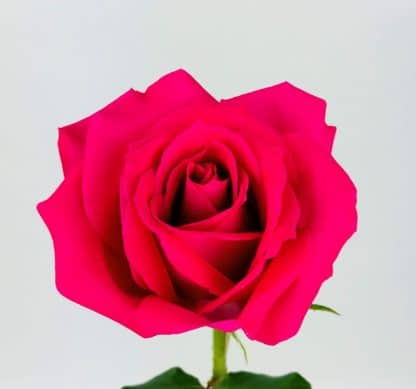 Hot Pink Rose - 40CM  