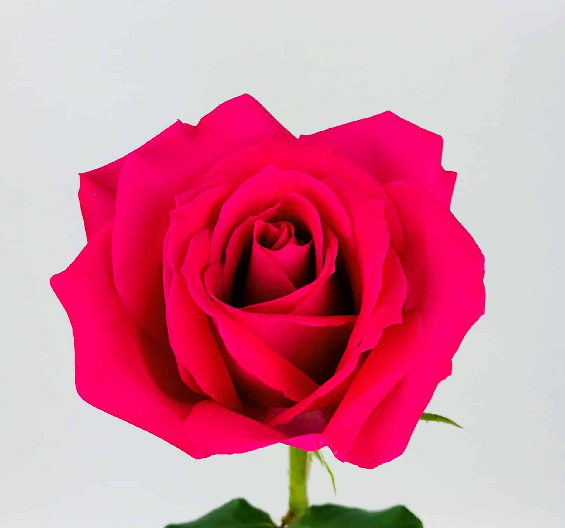 Hot Pink Roses 50 cm - Fresh Cut - 100 Stems