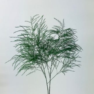 【Tree fern】 s-l1200.jpg