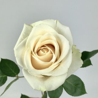 VENDELA ROSE - 40CM VENDELA ROSE - 40CM