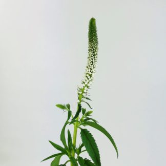 Veronica - White Veronica - White