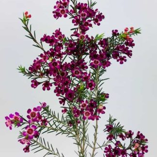 Waxflower - Purple  