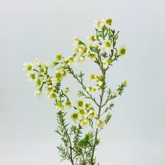 Waxflower - White  