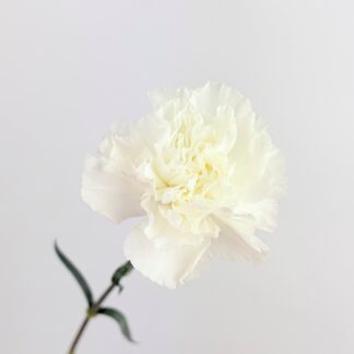 CARNATION - WHITE  