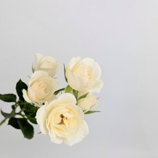 SPRAY ROSE- WHITE MAJOLICA  