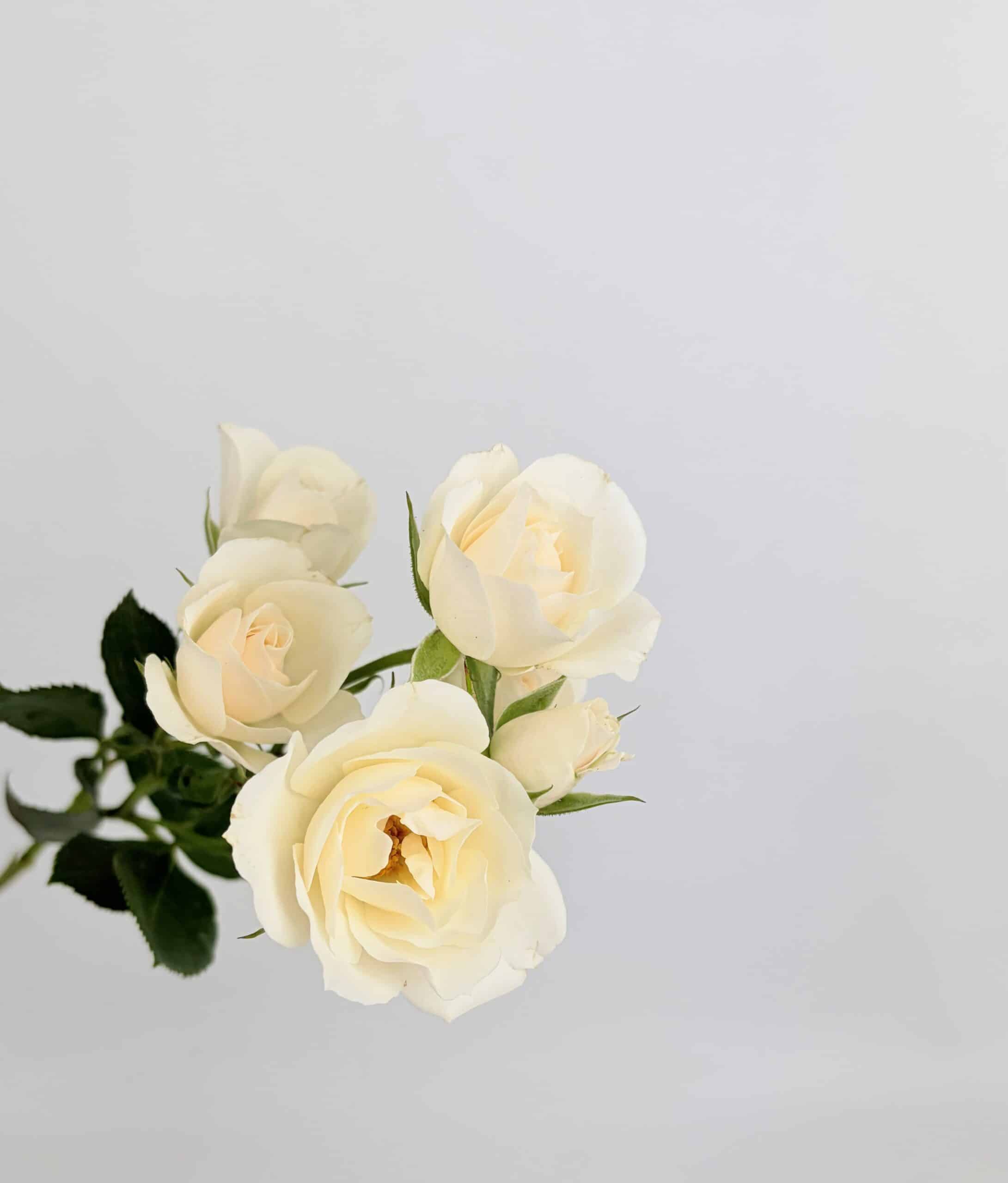 SPRAY ROSE- WHITE MAJOLICA SPRAY ROSE- WHITE MAJOLICA