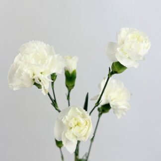 CARNATION MINI WHITE  