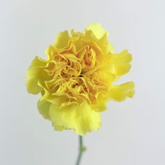 CARNATION - YELLOW  