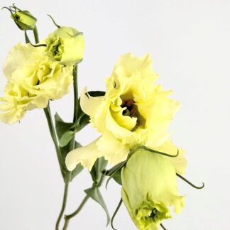 LISIANTHUS - YELLOW  