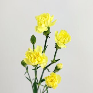 CARNATION MINI YELLOW CARNATION MINI YELLOW