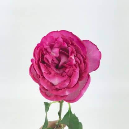 Yves Piaget Garden Rose  