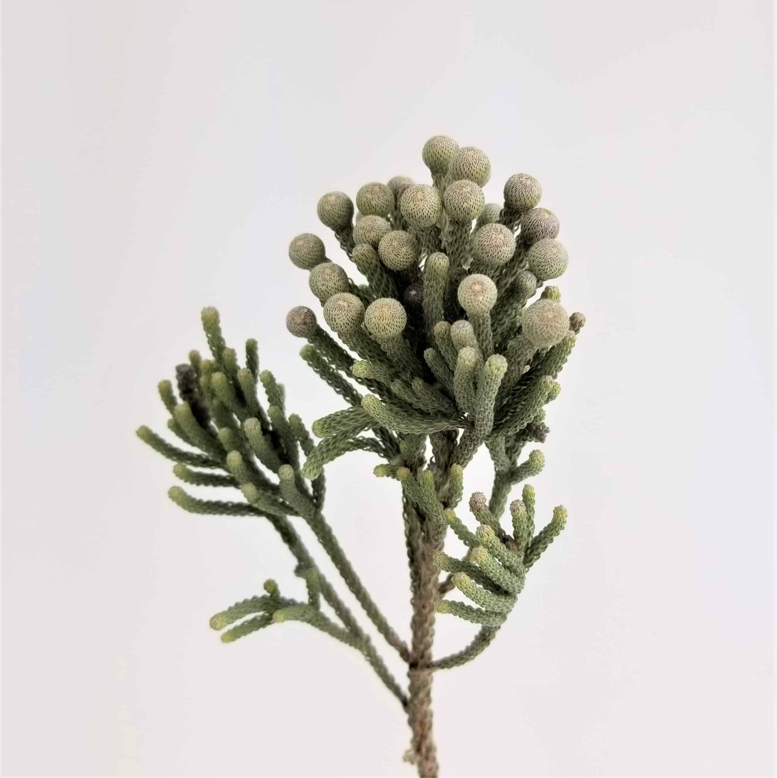 Brunia Berry - Wholesale Bulk Flowers - Cascade Floral