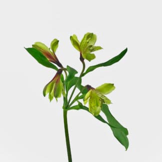 ALSTROEMERIA GREEN  