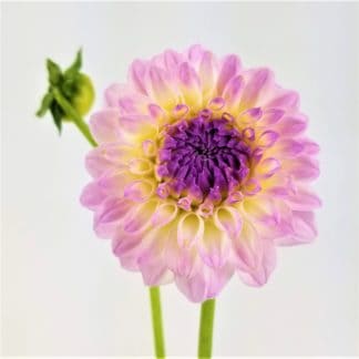 DAHLIAS- LAVENDER DAHLIAS- LAVENDER