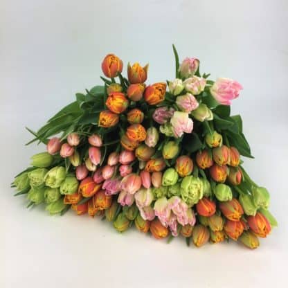 Novelty and Double Tulip Mix  