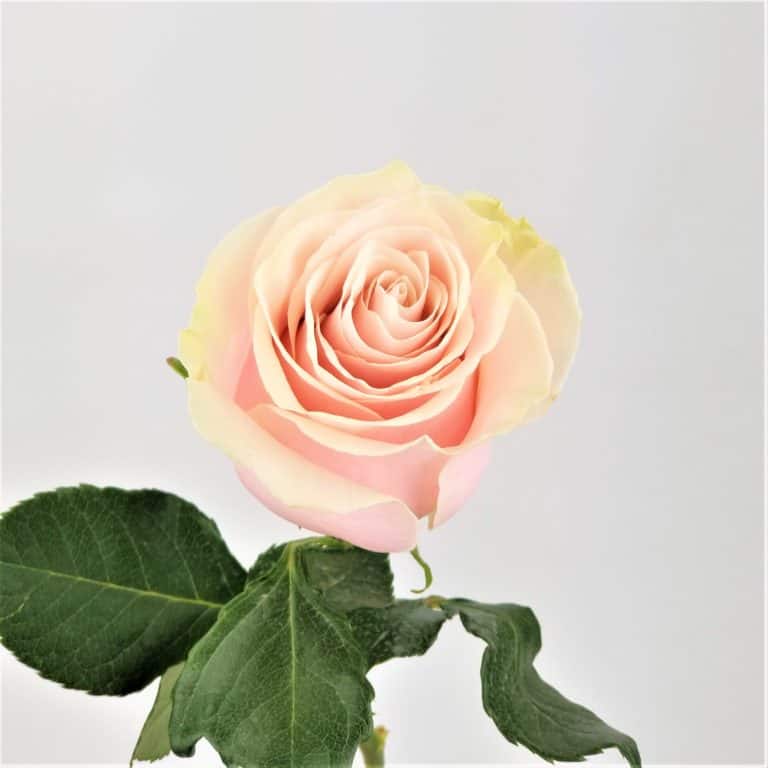 Pink Mondial Rose - Wholesale Bulk Flowers - Cascade Floral