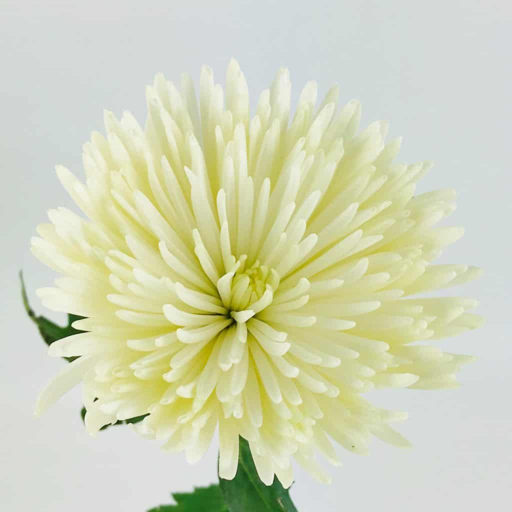 White Spider Mum 