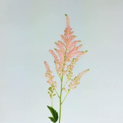 Astilbe - Pink  