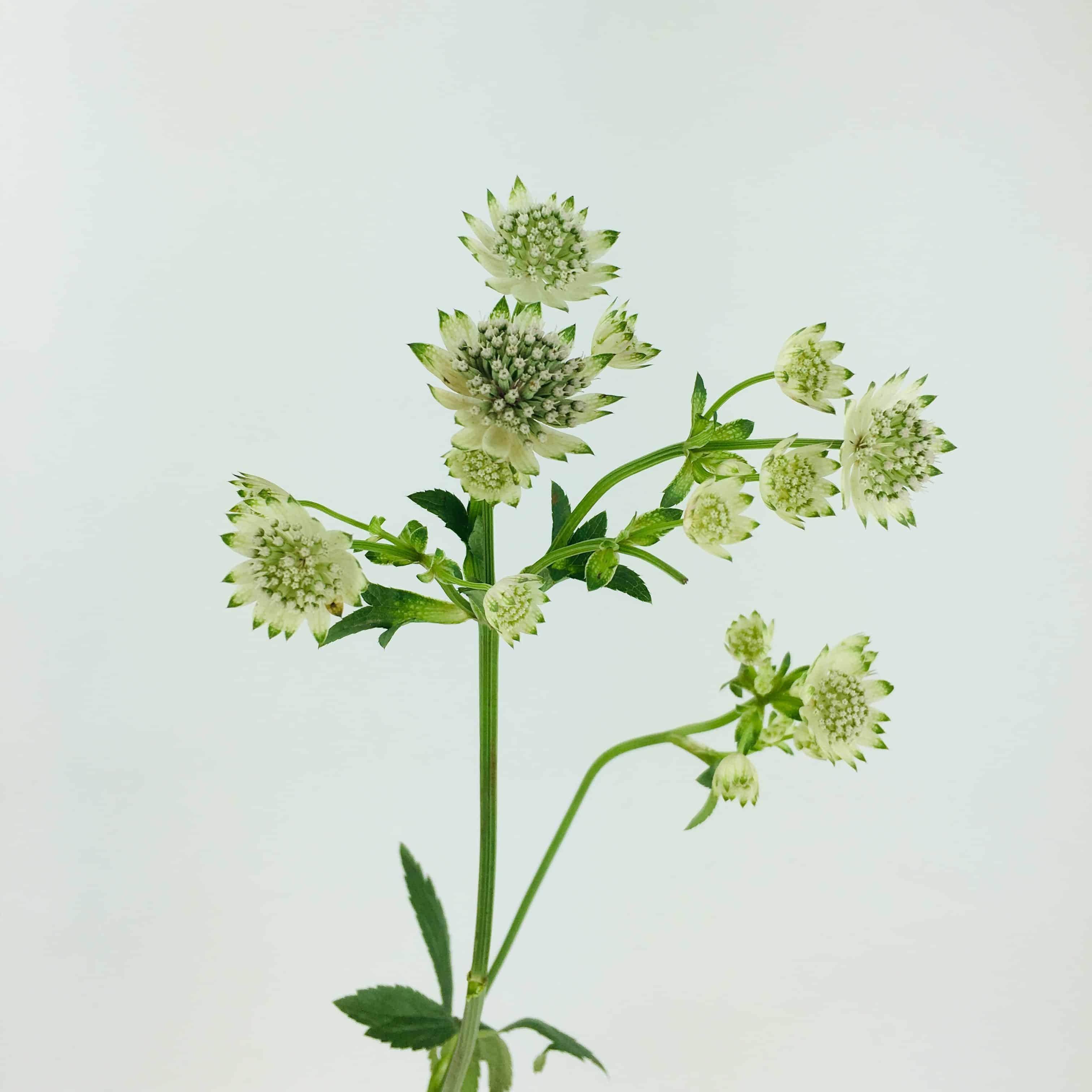 Astrantia deals