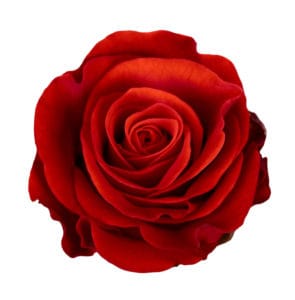 Bulk Wholesale Roses