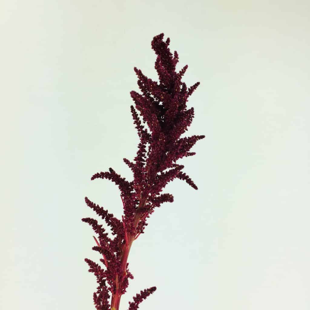 Amaranthus Upright Burgundy Wholesale Bulk Flowers Cascade Floral
