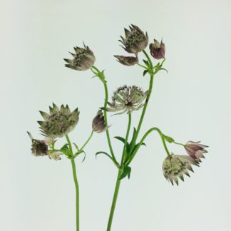 Astrantia - Mauve Astrantia - Mauve