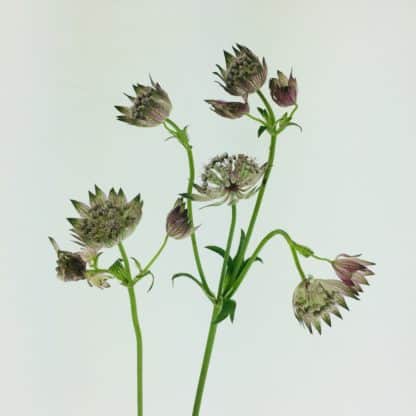 Astrantia - Mauve  