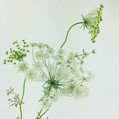Queen Anne's Lace  